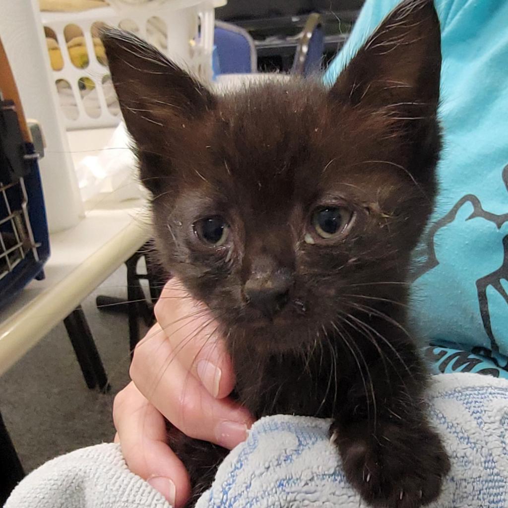 Margo, an adoptable Domestic Short Hair in Kingman, KS, 67068 | Photo Image 3