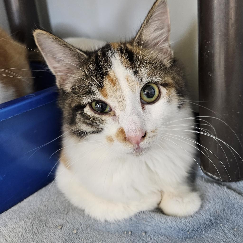 Kelly, an adoptable Domestic Medium Hair in Kingman, KS, 67068 | Photo Image 1