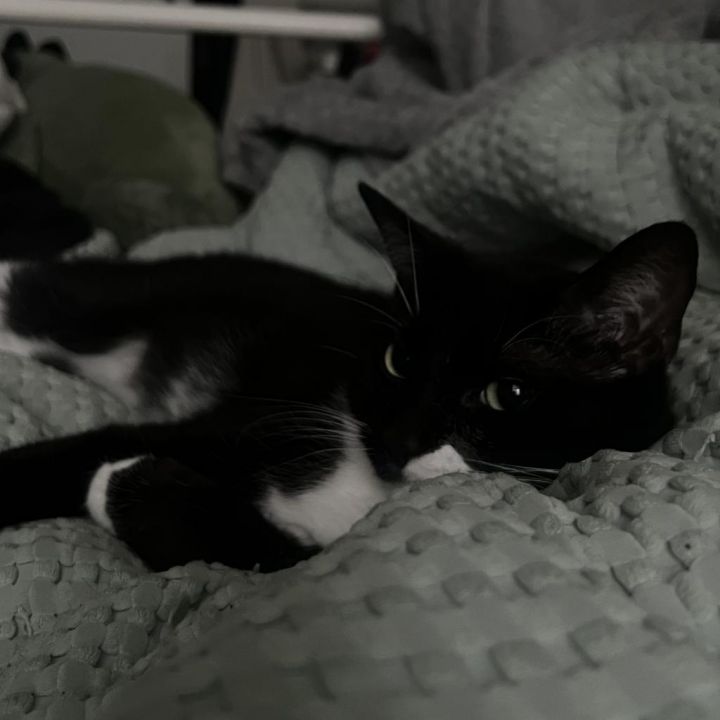 Skipper 2