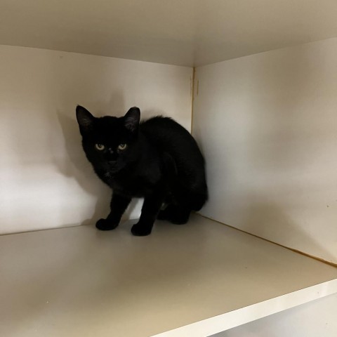 Popo, an adoptable Domestic Short Hair in Idaho Falls, ID, 83402 | Photo Image 1