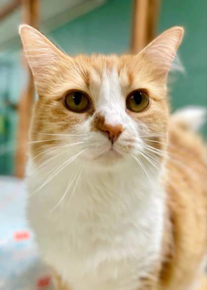 Almond Joy(Foster Needed)