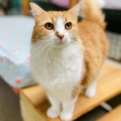 Almond Joy(Foster Needed)