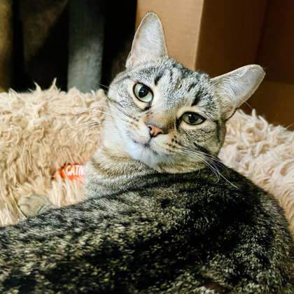 Iris, an adoptable Domestic Short Hair in River Ridge, LA, 70123 | Photo Image 5