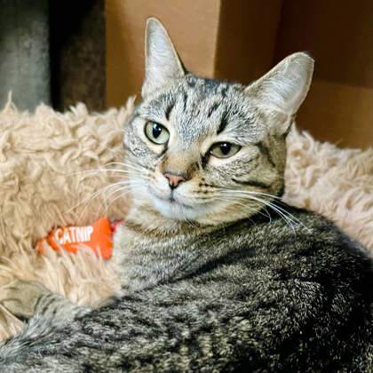 Iris, an adoptable Domestic Short Hair in River Ridge, LA, 70123 | Photo Image 6