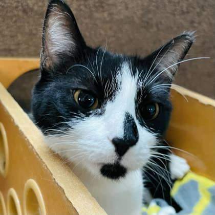 Oreo, an adoptable Domestic Short Hair in River Ridge, LA, 70123 | Photo Image 6