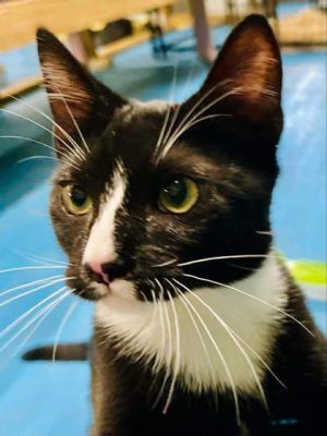 Pips journey hasnt been the smoothest but this tuxedo-clad cutie has a heart full of love just wa