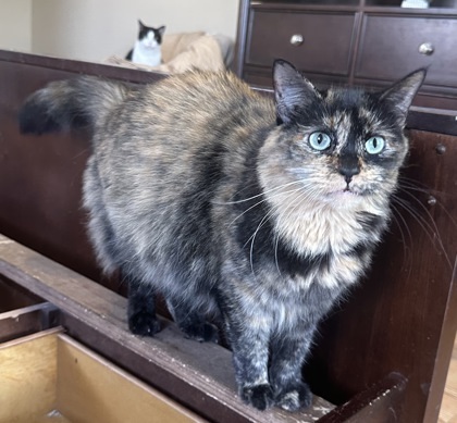 KiKi