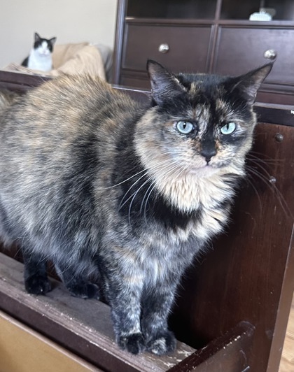 KiKi