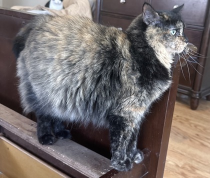 KiKi