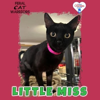 Little Miss, an adoptable Domestic Short Hair in Kingman, AZ, 86401 | Photo Image 1