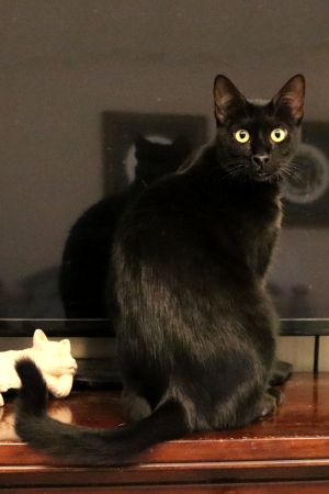 Nova Q Domestic Short Hair Cat