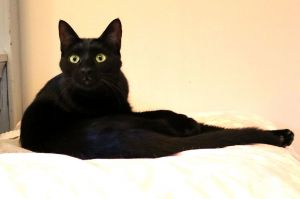 Sasha Domestic Short Hair Cat