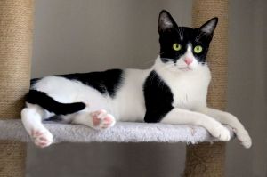 I am Zara Q and Id love to find a home where I will get lots of attention and yummy