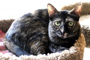 Nutella Tortoiseshell Cat