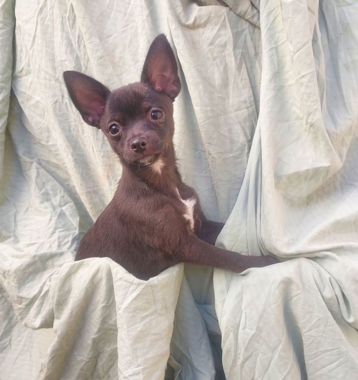 Shaggy 1