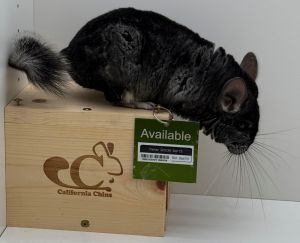 Parker Chinchilla Small & Furry