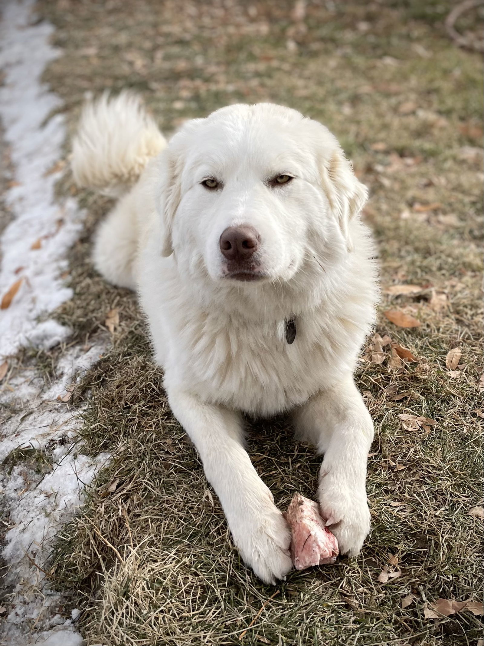 May/Yeti, an adoptable Great Pyrenees in Bountiful, UT, 84010 | Photo Image 1