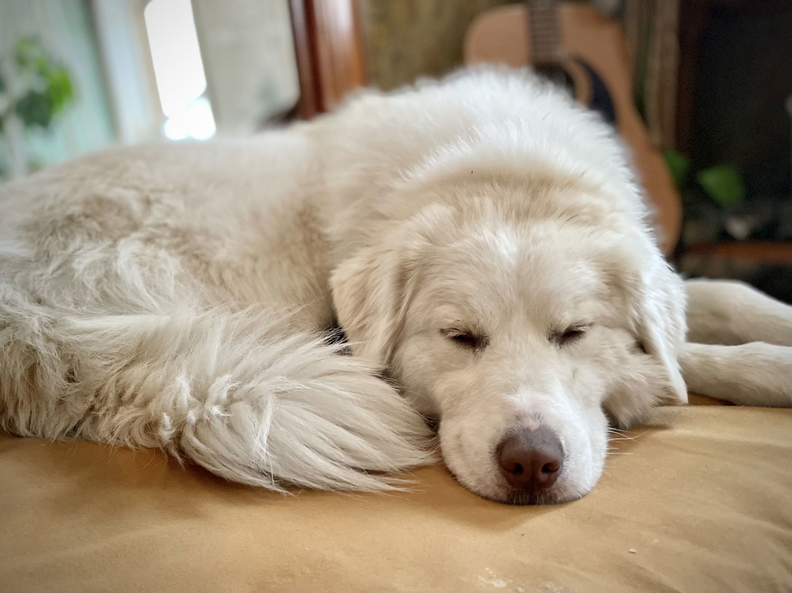 May/Yeti, an adoptable Great Pyrenees in Bountiful, UT, 84010 | Photo Image 2
