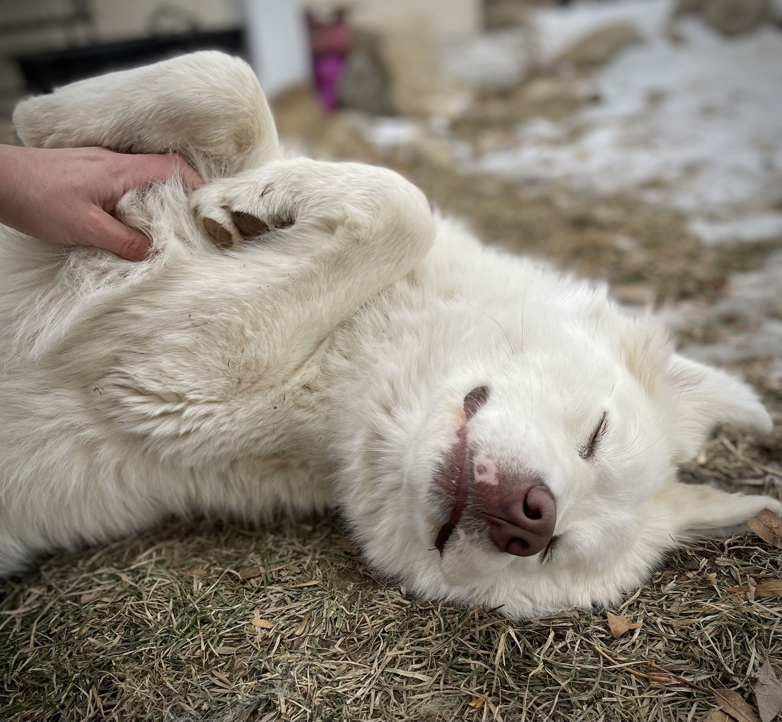May/Yeti, an adoptable Great Pyrenees in Bountiful, UT, 84010 | Photo Image 3