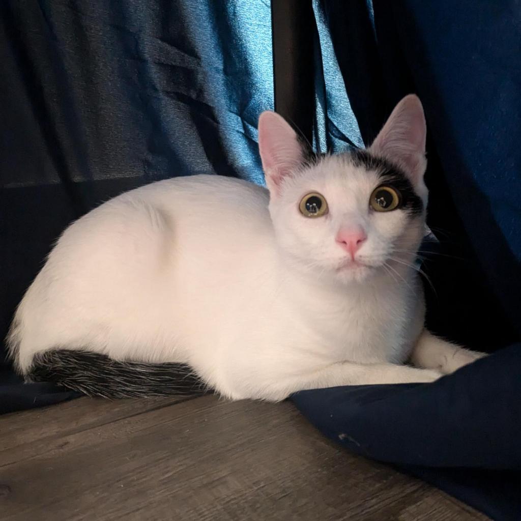 Bee, an adoptable Domestic Short Hair in Santa Rosa, CA, 95403 | Photo Image 1