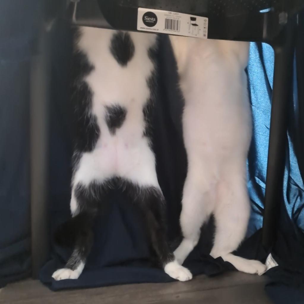 Bee, an adoptable Domestic Short Hair in Santa Rosa, CA, 95403 | Photo Image 2