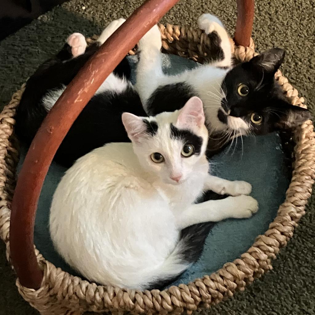 Bee, an adoptable Domestic Short Hair in Santa Rosa, CA, 95403 | Photo Image 3