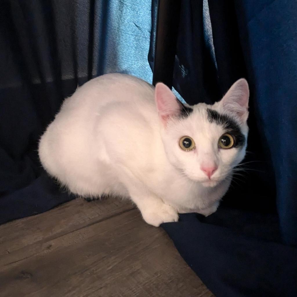Bee, an adoptable Domestic Short Hair in Santa Rosa, CA, 95403 | Photo Image 4