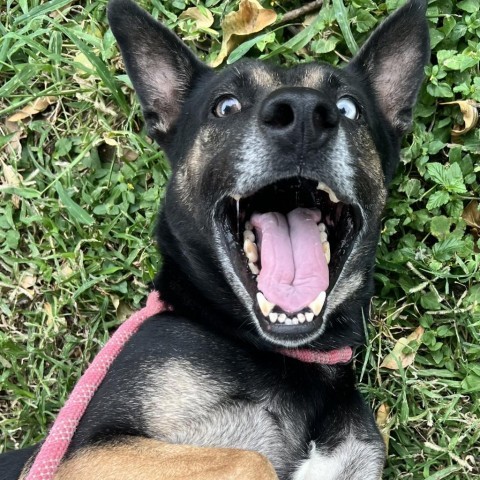 Muneca, an adoptable German Shepherd Dog in Laredo, TX, 78041 | Photo Image 1