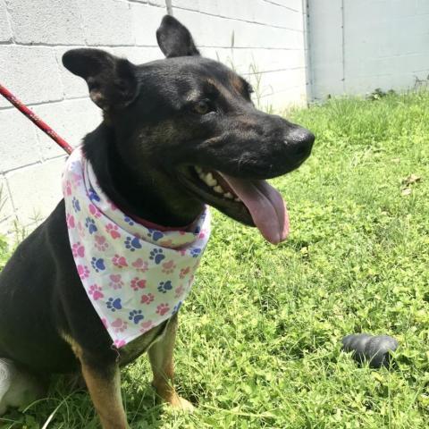 Muneca, an adoptable German Shepherd Dog in Laredo, TX, 78041 | Photo Image 2