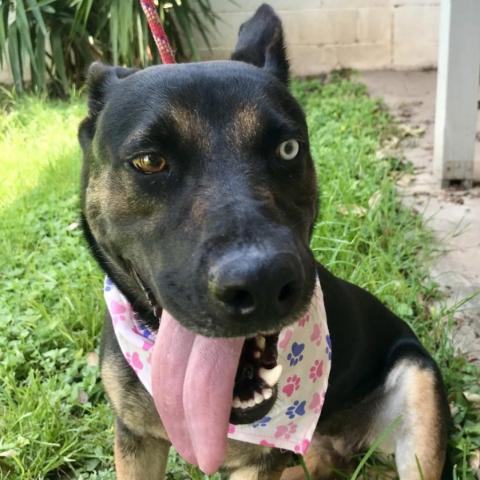 Muneca, an adoptable German Shepherd Dog in Laredo, TX, 78041 | Photo Image 3