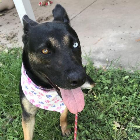 Muneca, an adoptable German Shepherd Dog in Laredo, TX, 78041 | Photo Image 4