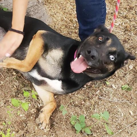 Muneca, an adoptable German Shepherd Dog in Laredo, TX, 78041 | Photo Image 5