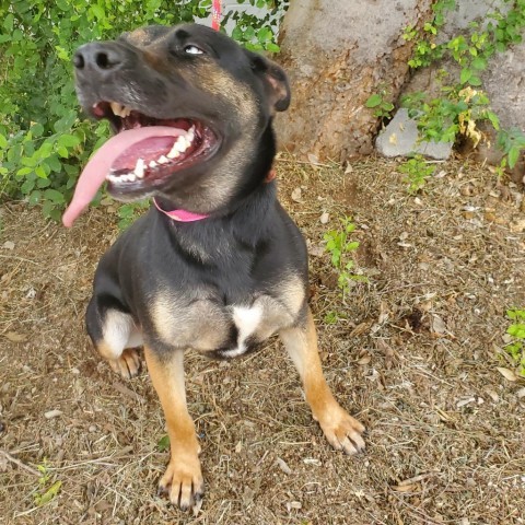 Muneca, an adoptable German Shepherd Dog in Laredo, TX, 78041 | Photo Image 6