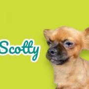 Scooter - SPECIAL NEEDS 1