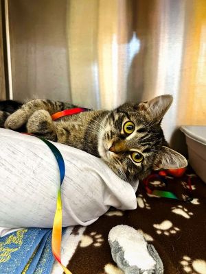 Pinto, Adult Male Domestic Short Hair