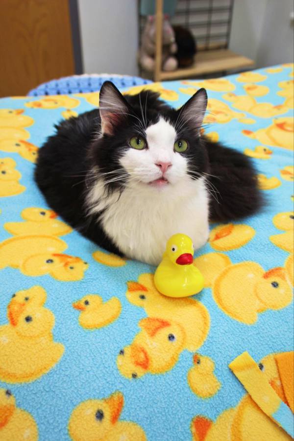 Ducky
