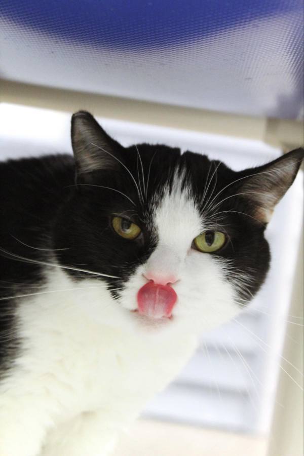 Oreo