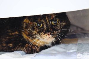 Effie, Adult Female Domestic Short Hair