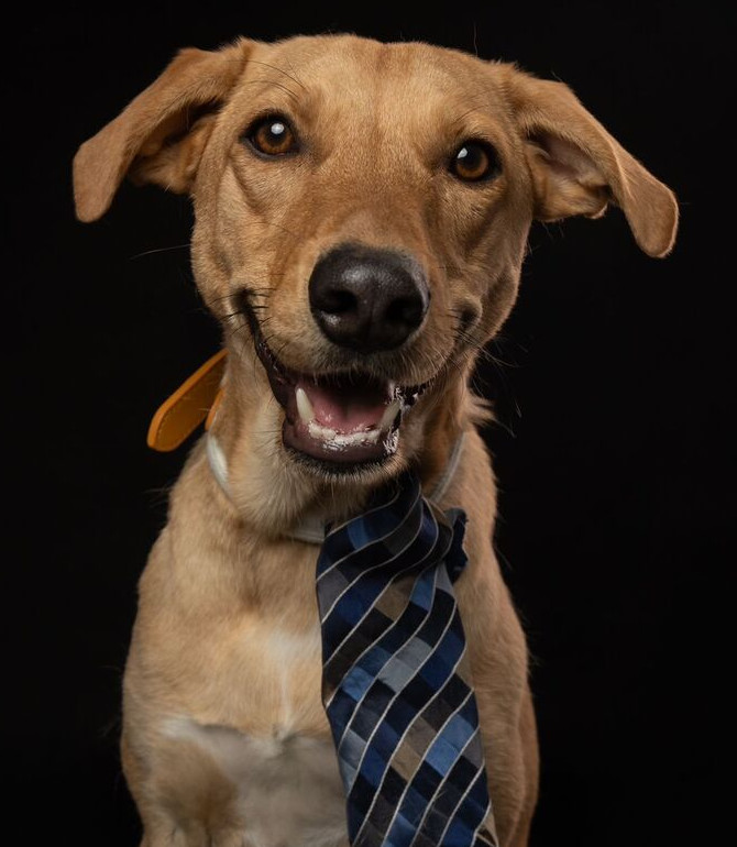 ROBBIE, an adoptable Labrador Retriever in Langley, BC, V2Y 3K1 | Photo Image 1