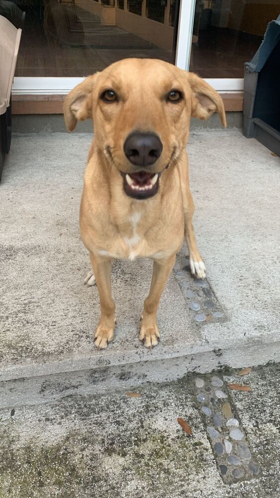 ROBBIE, an adoptable Labrador Retriever in Langley, BC, V2Y 3K1 | Photo Image 2