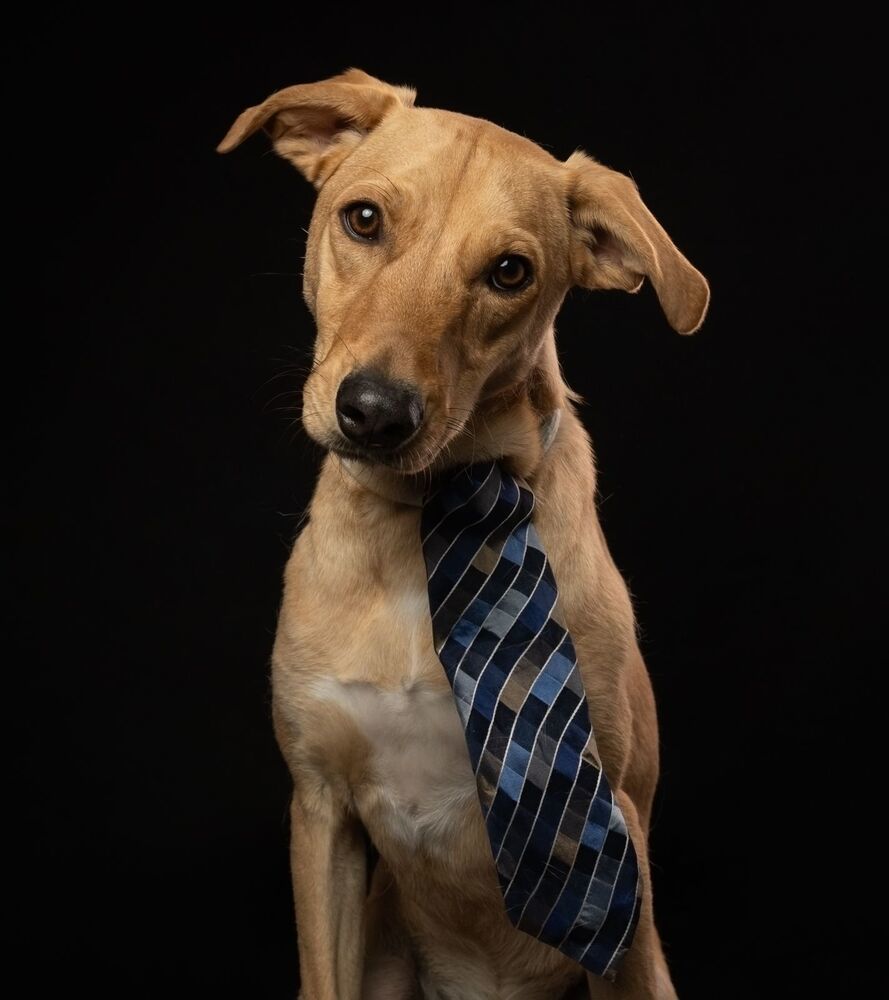 ROBBIE, an adoptable Labrador Retriever in Langley, BC, V2Y 3K1 | Photo Image 3