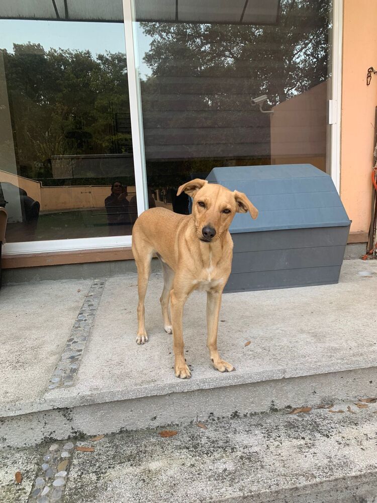ROBBIE, an adoptable Labrador Retriever in Langley, BC, V2Y 3K1 | Photo Image 3