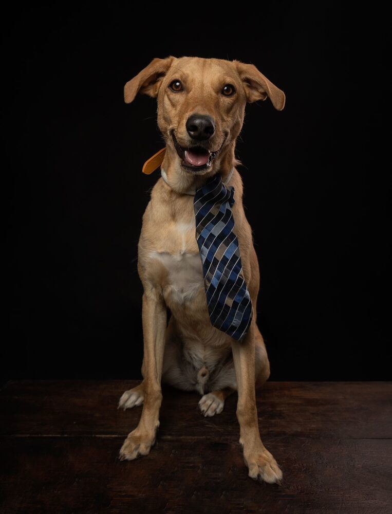 ROBBIE, an adoptable Labrador Retriever in Langley, BC, V2Y 3K1 | Photo Image 4