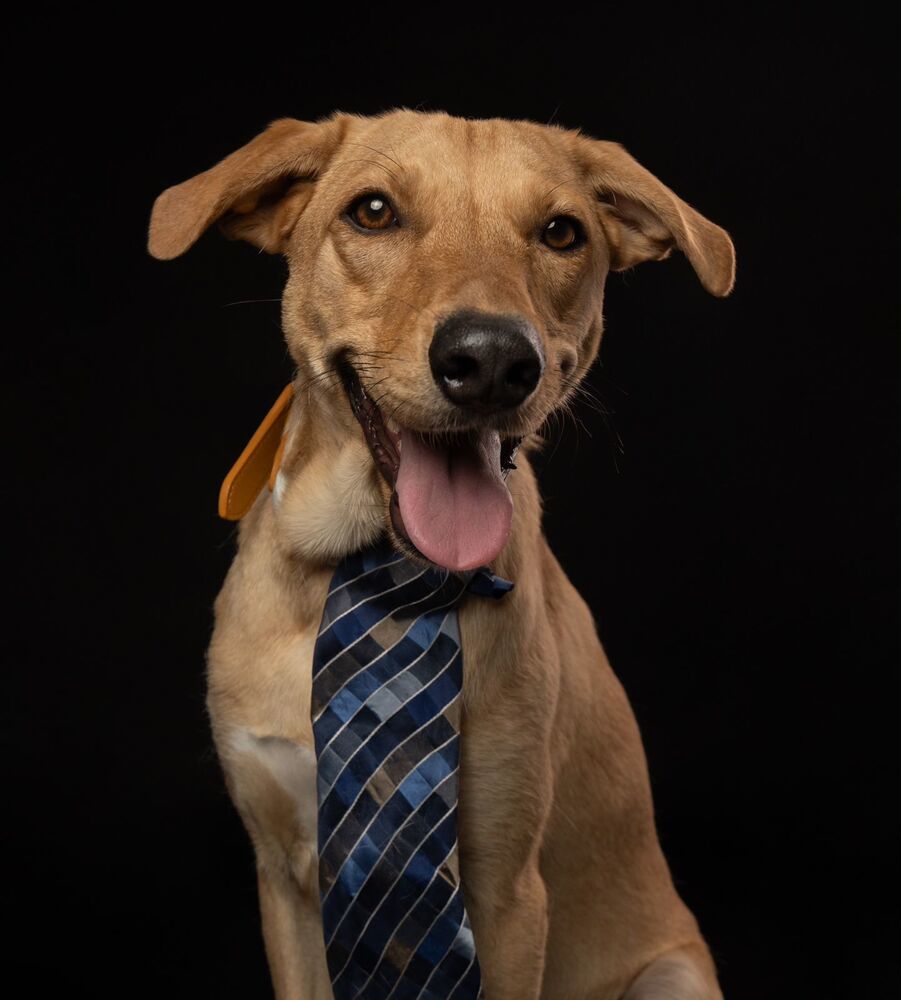 ROBBIE, an adoptable Labrador Retriever in Langley, BC, V2Y 3K1 | Photo Image 5