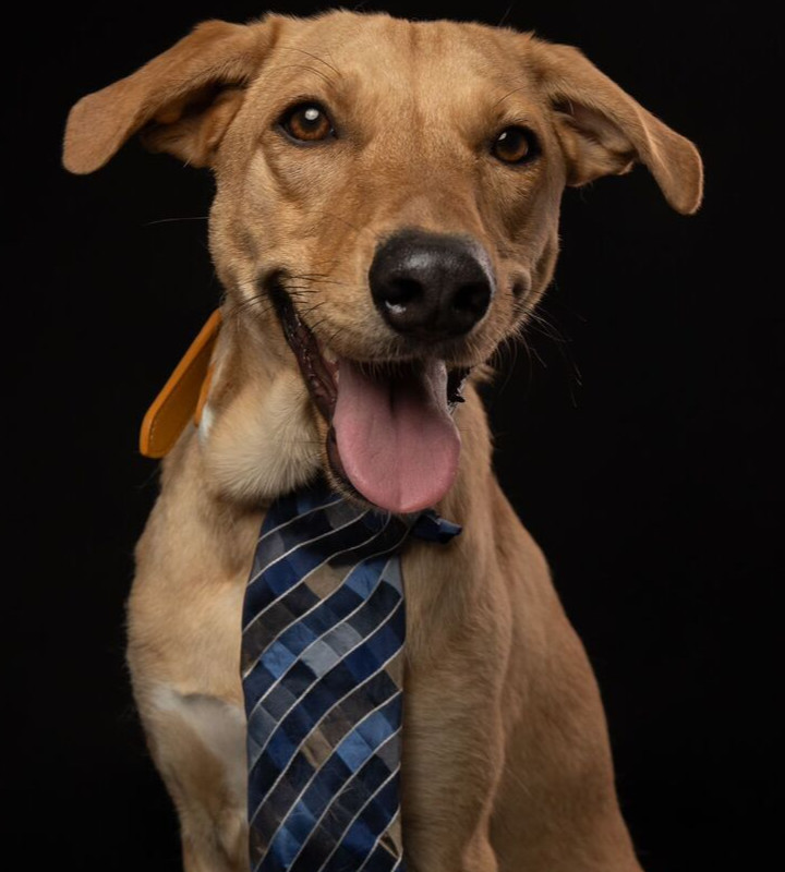 ROBBIE, an adoptable Labrador Retriever in Langley, BC, V2Y 3K1 | Photo Image 5