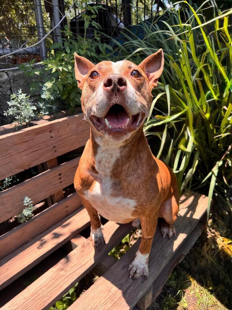 ROCCO, an adoptable American Staffordshire Terrier in Langley, BC, V2Y 3K1 | Photo Image 1