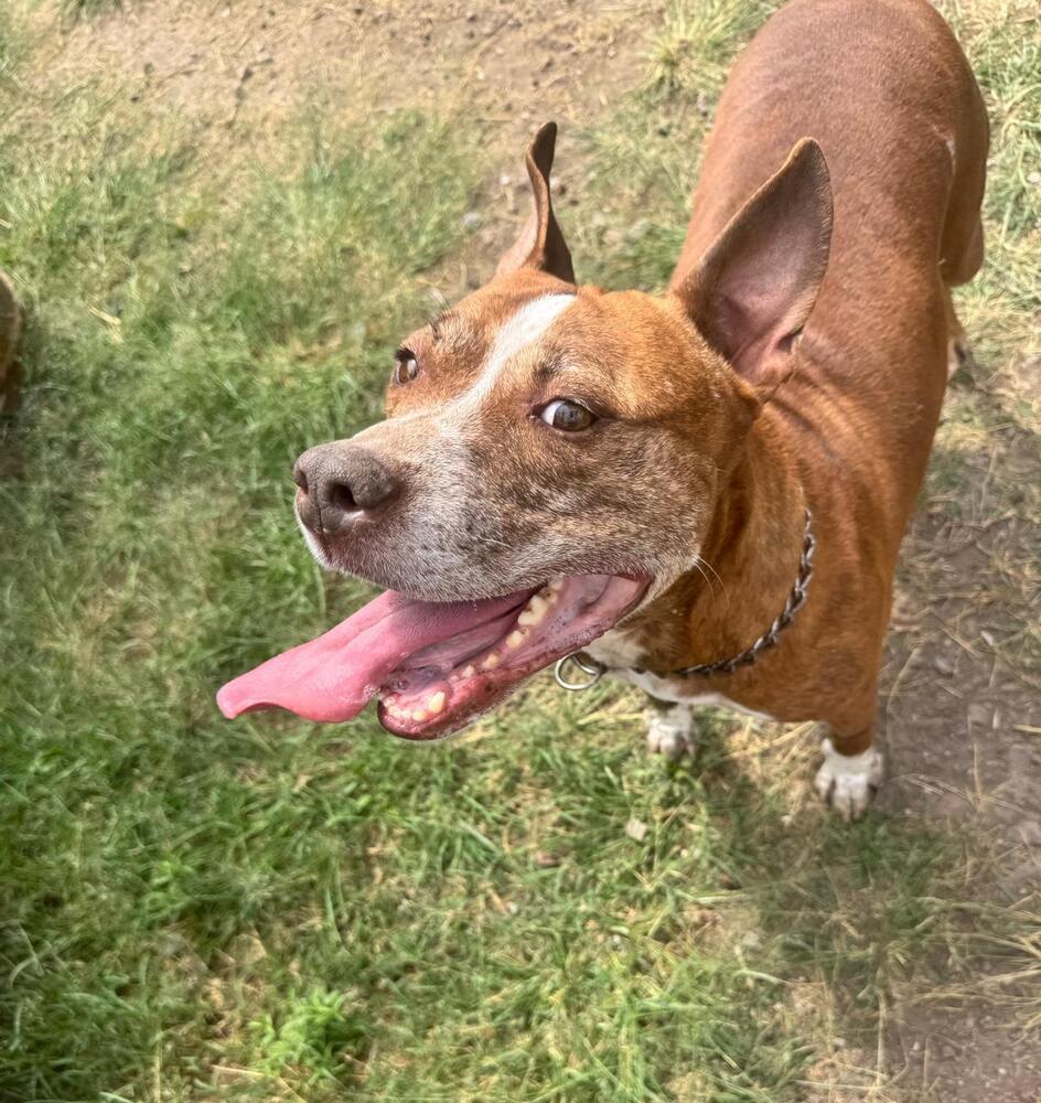 ROCCO, an adoptable American Staffordshire Terrier in Langley, BC, V2Y 3K1 | Photo Image 2