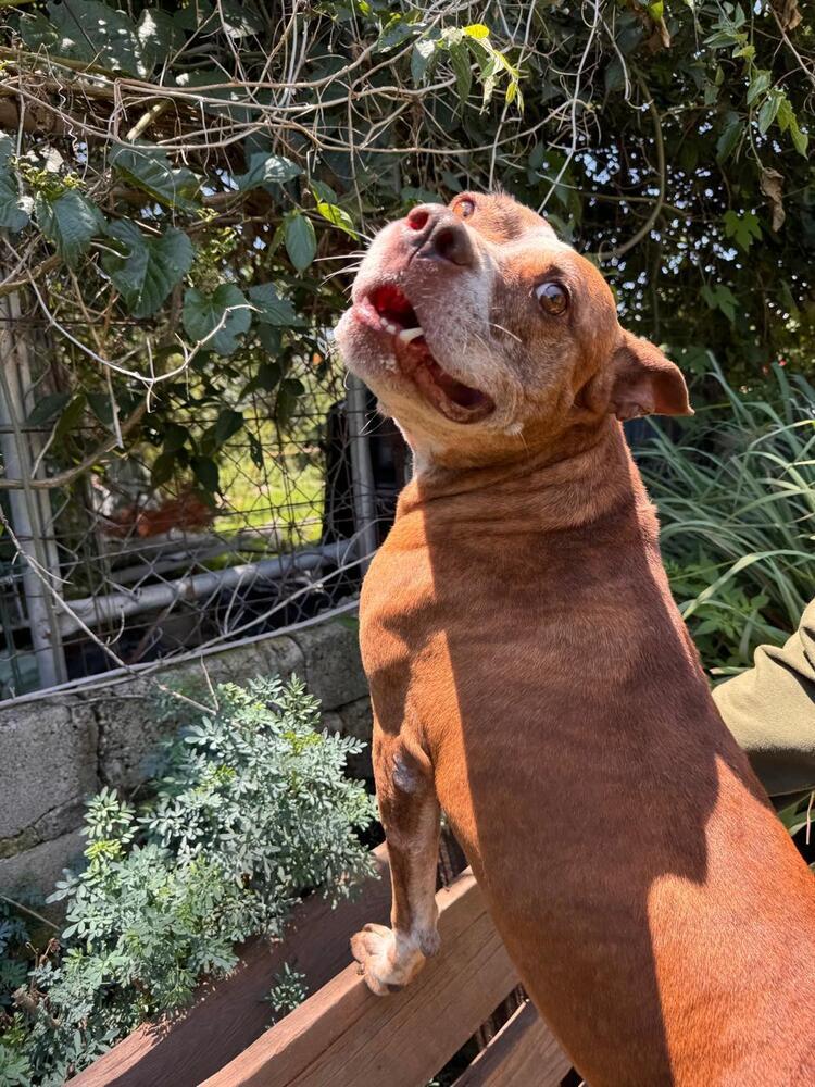 ROCCO, an adoptable American Staffordshire Terrier in Langley, BC, V2Y 3K1 | Photo Image 2
