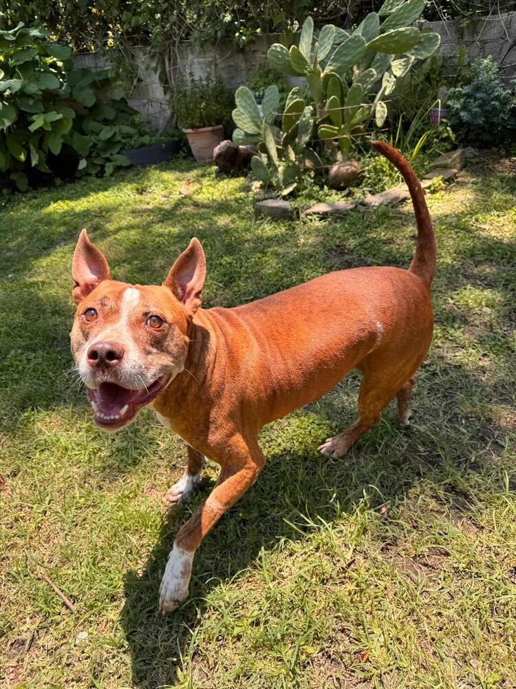 ROCCO, an adoptable American Staffordshire Terrier in Langley, BC, V2Y 3K1 | Photo Image 3