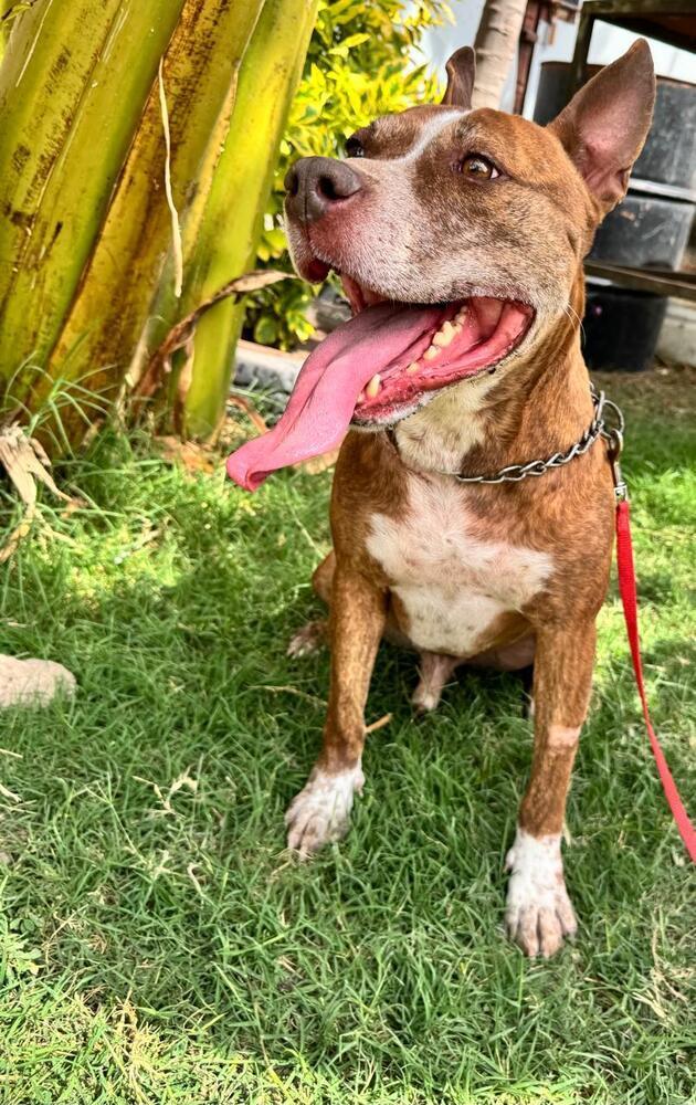 ROCCO, an adoptable American Staffordshire Terrier in Langley, BC, V2Y 3K1 | Photo Image 4